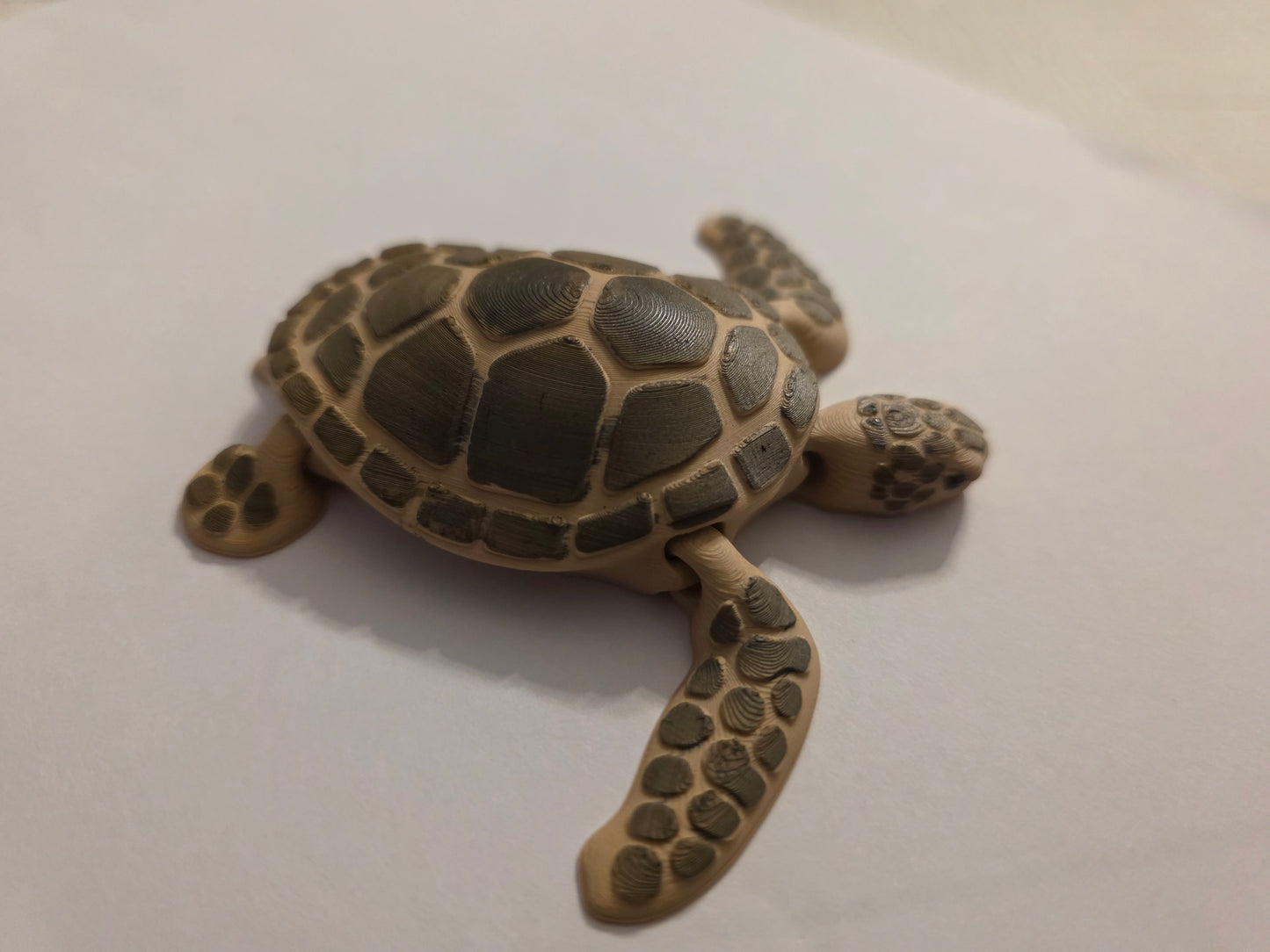 Sea Turtle