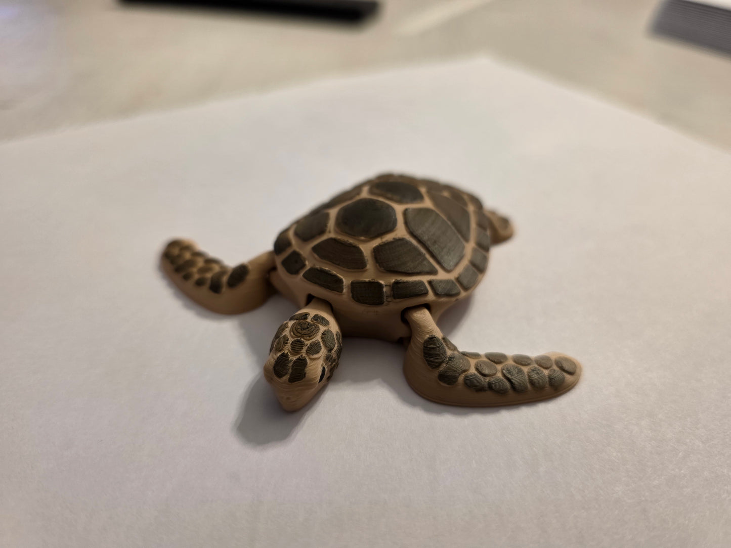 Sea Turtle